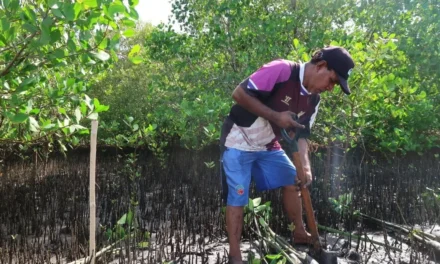 Indonesia Launches Mangrove Conservation and Rehabilitation Initiatives